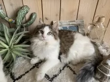 ノルウェージャンフォレストキャット【千葉県・女の子・2024年8月15日・ブラウンマッカレルタビー&ホワイト】の写真5