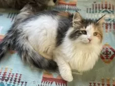 ノルウェージャンフォレストキャット【千葉県・女の子・2025年8月26日・キャリコ】の写真9