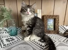 ノルウェージャンフォレストキャット【千葉県・男の子・2025年9月14日・ブラウンマッカレルタビー&ホワイト】の写真13