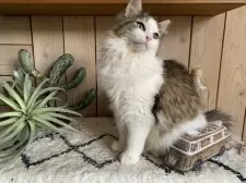 ノルウェージャンフォレストキャット【千葉県・女の子・2024年8月15日・ブラウンマッカレルタビー&ホワイト】の写真7