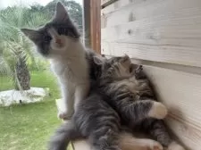 ノルウェージャンフォレストキャット【千葉県・女の子・2025年7月24日・ブルーマッカレルタビー&ホワイト】の写真13