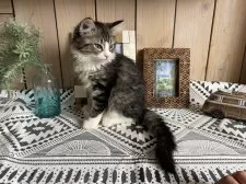 ノルウェージャンフォレストキャット【千葉県・男の子・2025年9月14日・ブラウンマッカレルタビー&ホワイト】の写真14