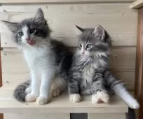 ノルウェージャンフォレストキャット【千葉県・女の子・2025年7月24日・ブルーマッカレルタビー&ホワイト】の写真14