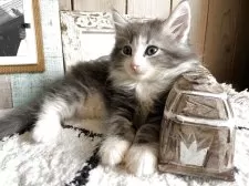 ノルウェージャンフォレストキャット【千葉県・男の子・2025年7月24日・ブルータビー&ホワイト】の写真14