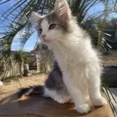 ノルウェージャンフォレストキャット【千葉県・女の子・2025年9月16日・ブルータビー&ホワイト】の写真15