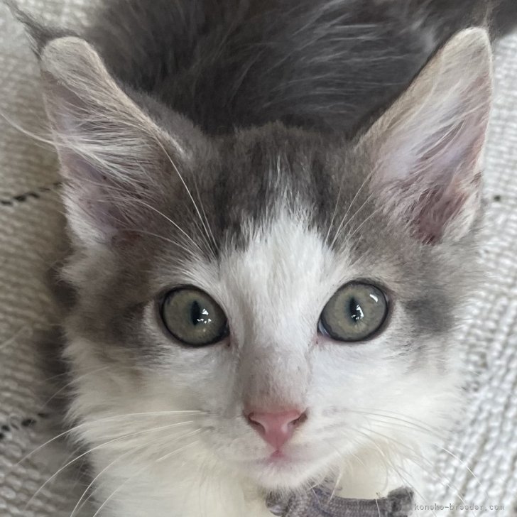 ブリーダー画像