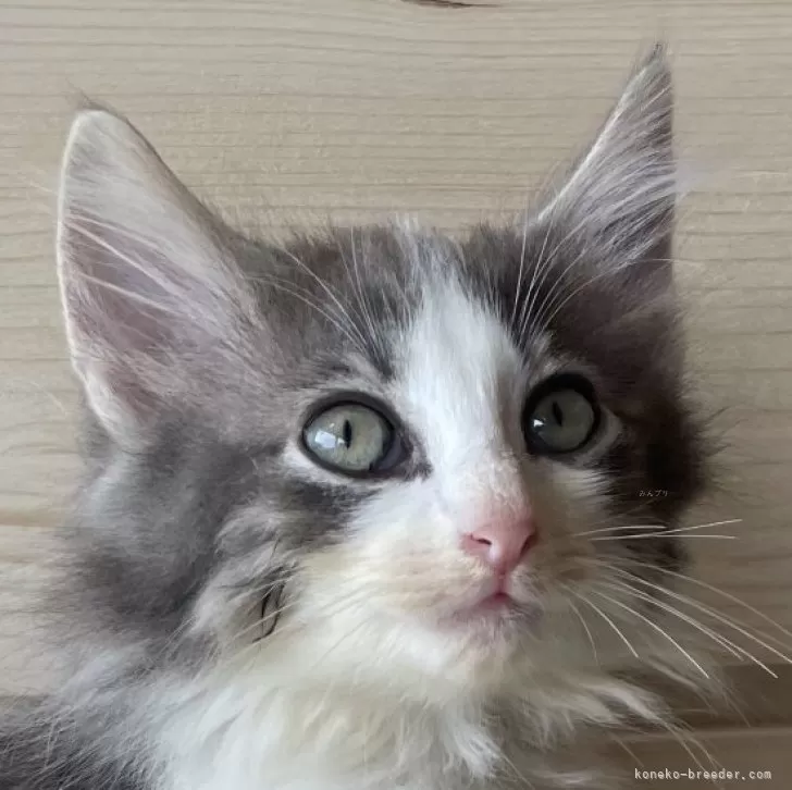 ID：2509-02275の子猫