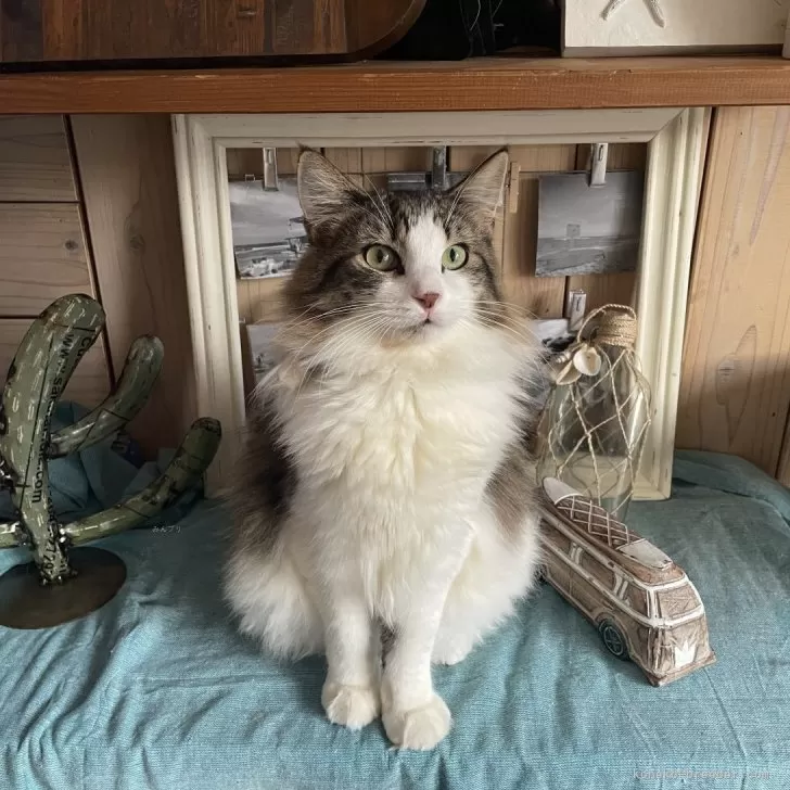 ID：2404-01505の子猫