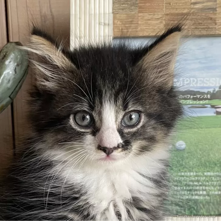 ノルウェージャンフォレストキャット【千葉県・女の子・2025年9月14日・ブラウンパッチドタビー&amp;ホワイト】の写真1「唯一無二の柄がとっても可愛いです💓」