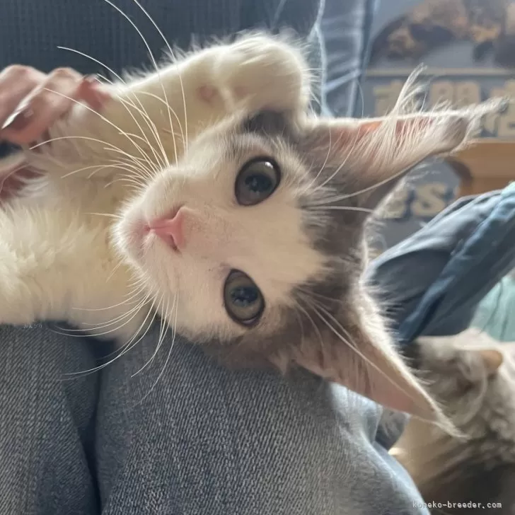 ノルウェージャンフォレストキャット【千葉県・女の子・2025年8月21日・ブルーシルバータビー&amp;ホワイト】の写真1