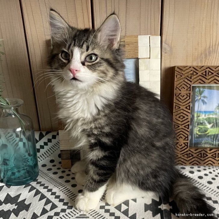 ブリーダー画像