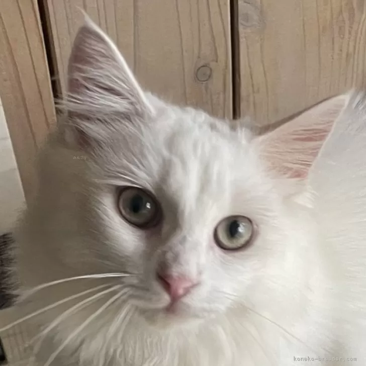 ノルウェージャンフォレストキャット【千葉県・女の子・2025年3月16日・ホワイト】の写真1「温厚で甘えん坊🥰抱っこ大好きな性格の良い子です！お留守がちな方にオススメの飼いやすいお利口さん💓」