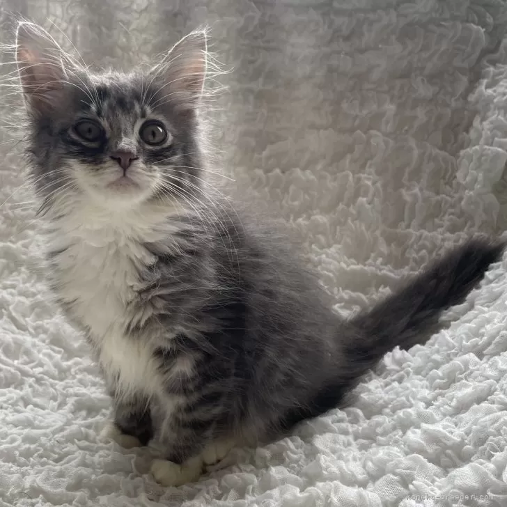 ノルウェージャンフォレストキャット【千葉県・男の子・2025年9月14日・ブルーマッカレルタビー&amp;ホワイト】の写真1