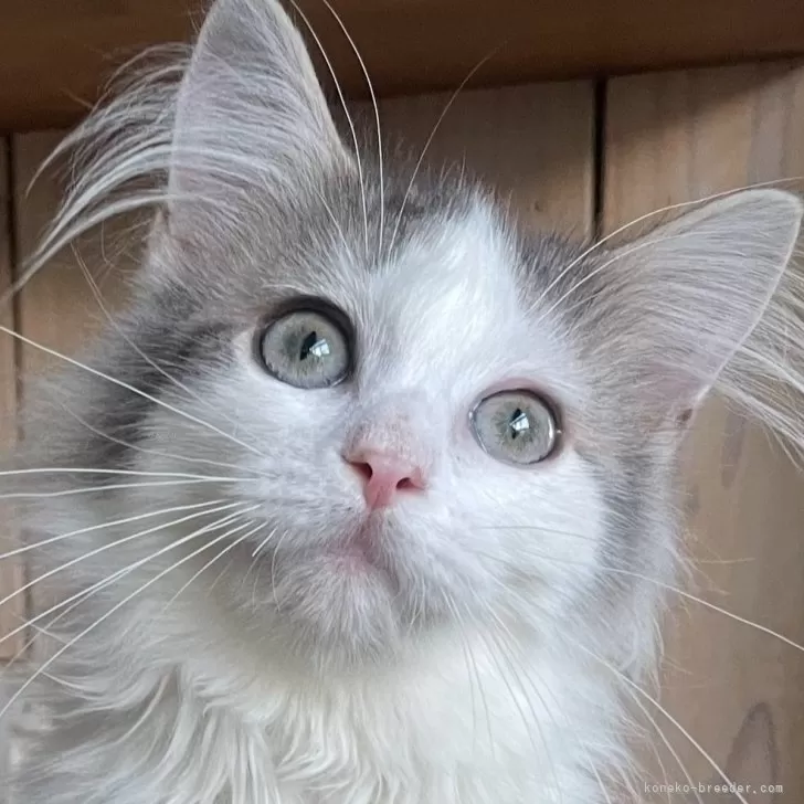 ノルウェージャンフォレストキャット【千葉県・女の子・2025年5月25日・ブルーマッカレルタビー&amp;ホワイト】の写真1「温厚で甘えん坊な性格の良い子！お留守がちな方にオススメです👍」