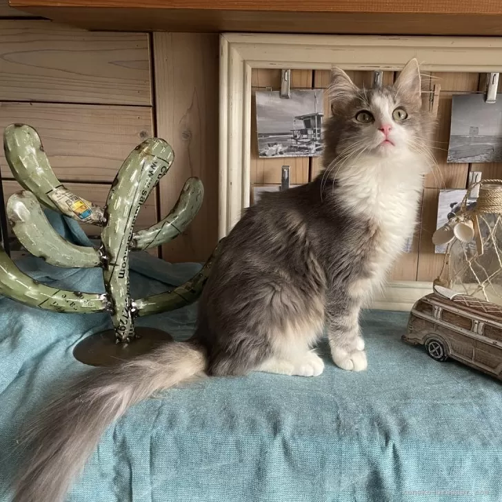 ID：2412-02050の子猫