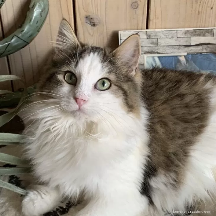 モカ 様のお迎えした子猫