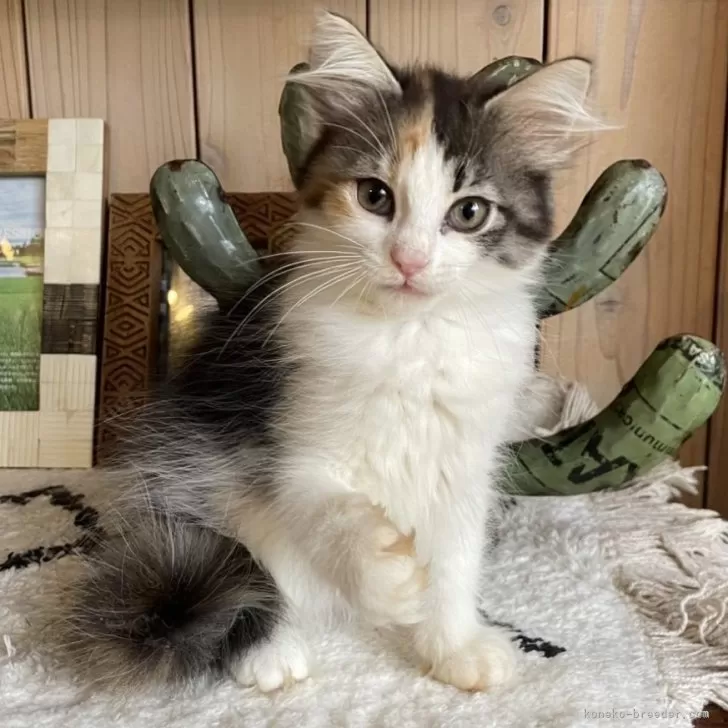ノルウェージャンフォレストキャット【千葉県・女の子・2025年9月14日・キャリコ】の写真1「とっても可愛いキャリコです🩷」