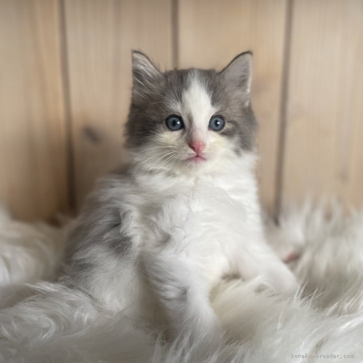 ブリーダー画像