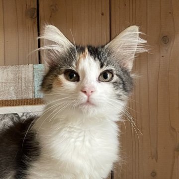 ノルウェージャンフォレストキャット【千葉県・女の子・2025年9月14日・キャリコ（長毛種）】の写真「とっても可愛い落ち着きのあるお利口さん❣️」