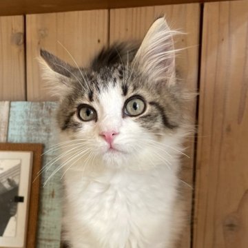 ノルウェージャンフォレストキャット【千葉県・女の子・2025年9月16日・ブラウンマッカレルタビー&ホワイト（長毛種）】の写真「とっても可愛い温厚で抱っこ大好き甘えん坊ちゃん🩷」