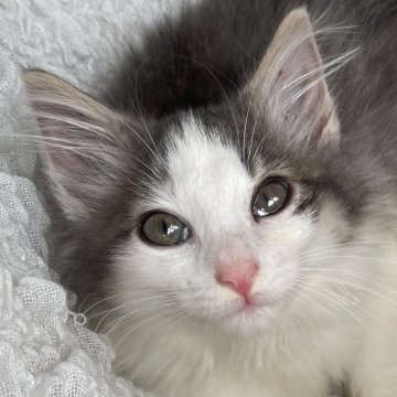 ノルウェージャンフォレストキャット【千葉県・女の子・2025年8月21日・ブルーシルバータビー&ホワイト】の写真「元気いっぱい🐾とっても可愛い女の子❣️」