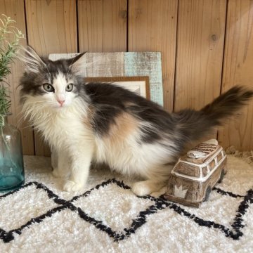 ノルウェージャンフォレストキャット【千葉県・女の子・2025年8月26日・キャリコ（長毛種）】の写真「ムチムチ🐾モフモフとっても可愛い女の子🩷」
