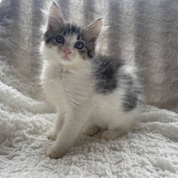 ノルウェージャンフォレストキャット【千葉県・女の子・2025年9月16日・ブラウンマッカレルタビー&ホワイト（長毛種）】の写真「元気いっぱい🐾抱っこ大好き甘えん坊さん❣️」