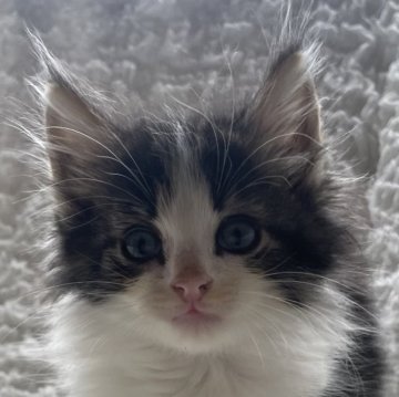 ノルウェージャンフォレストキャット【千葉県・男の子・2025年9月16日・ブラウンマッカレルタビー&ホワイト（長毛種）】の写真「女の子みたいな可愛いお顔のイケメン君です❣️」