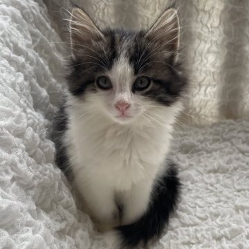 ノルウェージャンフォレストキャット【千葉県・女の子・2025年9月16日・ブラウンマッカレルタビー&ホワイト（長毛種）】の写真「整ったお顔の落ち着きのある美人さん❣️」