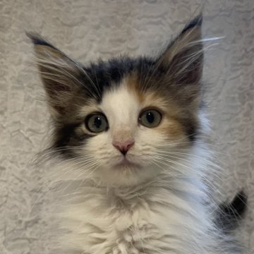 ノルウェージャンフォレストキャット【千葉県・女の子・2025年8月26日・キャリコ(長毛種)】の写真「とっても可愛い女の子🎀」