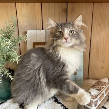 ノルウェージャンフォレストキャット【千葉県・男の子・2025年7月24日・ブルータビー&ホワイト】の写真「温厚で甘えん坊🐾お留守がちな方にピッタリ❣️」