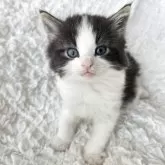 ノルウェージャンフォレストキャット