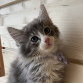 ノルウェージャンフォレストキャット