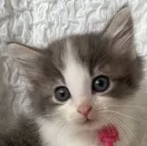ノルウェージャンフォレストキャット