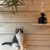 ノルウェージャンフォレストキャット