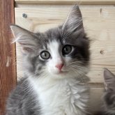 ノルウェージャンフォレストキャット