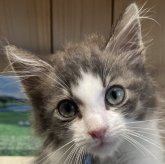ノルウェージャンフォレストキャット