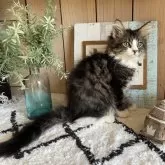 ノルウェージャンフォレストキャット