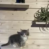 ノルウェージャンフォレストキャット