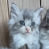 ノルウェージャンフォレストキャット