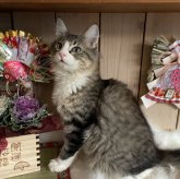 ノルウェージャンフォレストキャット