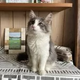 ノルウェージャンフォレストキャット