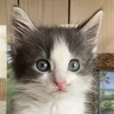 ノルウェージャンフォレストキャット