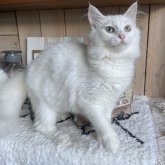 ノルウェージャンフォレストキャット