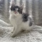 ノルウェージャンフォレストキャット