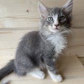 ノルウェージャンフォレストキャット