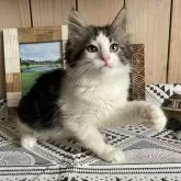 ノルウェージャンフォレストキャット