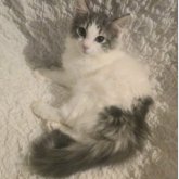 ノルウェージャンフォレストキャット