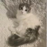 ノルウェージャンフォレストキャット