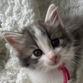 ノルウェージャンフォレストキャット